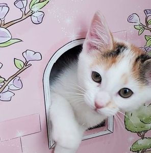 Meet your Posher, Maria sonia